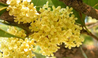 桂花扦插什么季节合适(桂花扦插在什么季节)