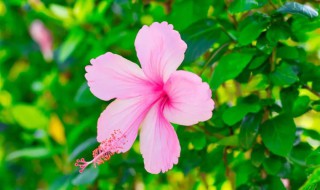 江畔独步寻花是哪个季节的景象 江畔独步寻花是哪个季节的景象呢