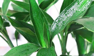 怎么种龙竹 龙竹怎么养好看