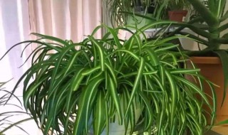 匍匐茎怎么种（匍匐茎怎么种植）