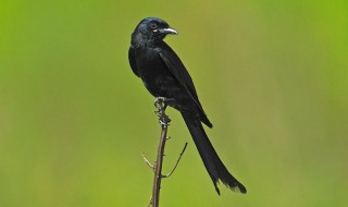 黑卷尾什么季节多（黑卷尾好养吗）