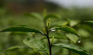 三叶香茶功效与作用 三叶香茶功效与作用及禁忌