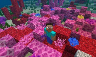 紫颂花怎么种（紫颂花怎么种植）