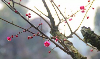 梅花根有什么作用 梅花根有什么作用和功效