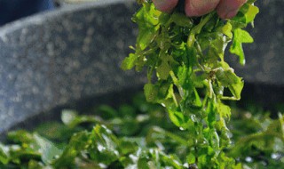 坐月子喝荠菜水有什么作用（坐月子喝荠菜水有什么作用和功效）