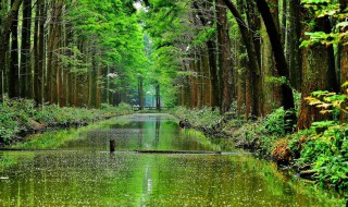 中国森林覆盖率（中国森林覆盖率世界排名）