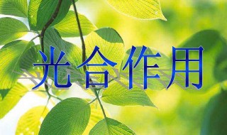 光合作用过程分为哪两个阶段（光合作用的2个阶段）