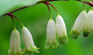 玉竹分盘什么季节好（玉竹分盘什么季节好养）