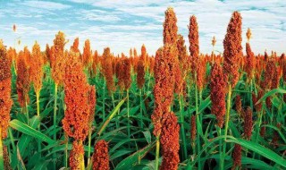 抗旱的作物有哪些（抗旱的农作物新品种）