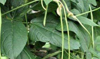 豆角落花怎么预防?（豆角落花怎么回事）