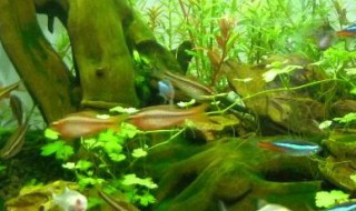 藻类在人类环境中的作用（藻类在人类环境中的作用）