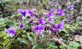 紫花地丁吃了有什么作用 紫花地丁副作用及禁忌