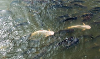 鲢鱼喜欢什么季节 鲢鱼喜欢什么时候找食吃