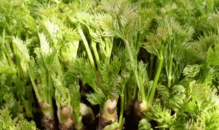 刺嫩芽什么季节栽好（刺嫩芽苗什么时候栽）