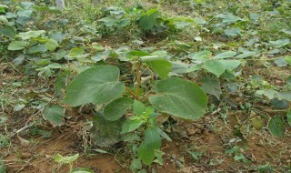 原生苗和嫁接苗的区别是什么(原生苗和嫁接苗的区别是什么意思)