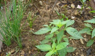 种辣椒秧什么时候打药（种辣椒秧什么时候种）