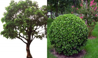 常见的乔木和灌木有哪些?（常见的乔木和灌木有哪些图片）