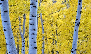 白桦树在哪个季节开放 白桦树哪个季节开花