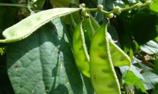峨眉豆什么季节种（峨眉豆什么时候开花）