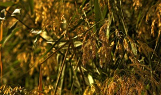 柳花和芦花是什么季节 柳花和芦花是什么季节的花