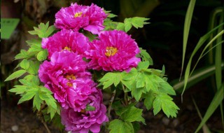 不同的花为什么开花的季节不同 为什么不同的花在不同的季节开