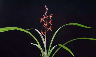 什么季节入手墨兰 什么季节入手墨兰花最好