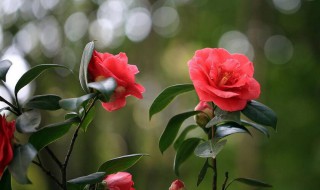 红山茶是什么季节的 红山茶什么季节开