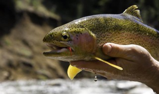 0.6的主线能钓多大的鱼 0.6的主线配多大的漂