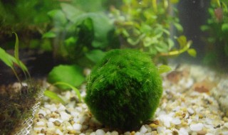 如何去除水中的绿藻 怎么去除水中的绿藻