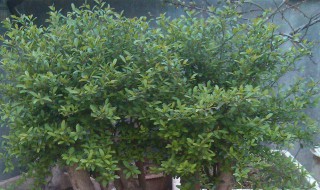 樱桃树能和冬青树嫁接吗 樱桃树能和冬青树嫁接吗