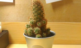 栽仙人指的盆要多深 盆栽仙人指的作用与功效