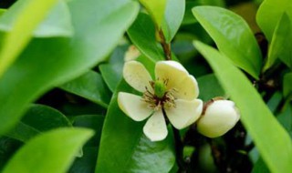 苏州含笑花开花季节（含笑花是在哪个季节开放的）