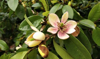 含笑是什么季节开的花 含笑几月份开花?