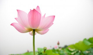 开荷花的季节是什么季节（荷花开的时候是哪个季节）