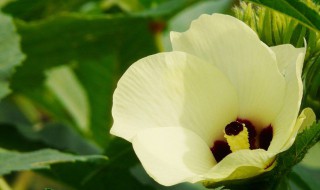 秋葵花花是什么季节开的 秋葵花花是什么季节开的呢