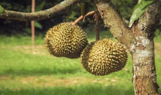 榴莲长什么上（榴莲是什么上长的）