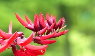 辣椒花什么季节开花（辣椒花什么时候开）