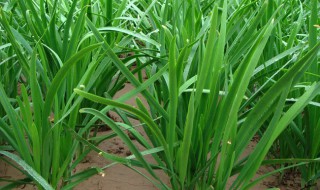 三月份吃什么应季节菜 三月份季节吃什么菜好