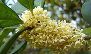 桂花什么季节可以扦插（桂花什么季节可以扦插成活）