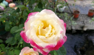 月季花生活在哪个季节（月季花生活在什么地方）