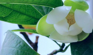 含笑什么季节开放（含笑几月份开）