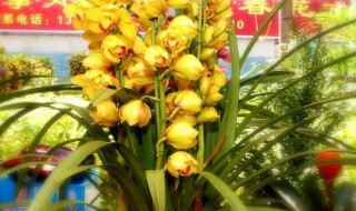 蕙兰花是什么季节开的(蕙兰花什么时候开)