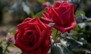 玫瑰花在什么季节长出来(玫瑰花在什么季节什么时候开放)