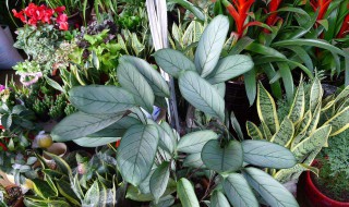 飞羽怎么养（竹芋飞羽怎么养）