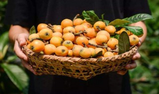 枇杷什么时候成熟季节北方（枇杷在什么时候成熟?）