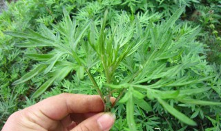 什么季节采摘的艾叶药效最好 什么季节采摘的艾叶药效最好呢