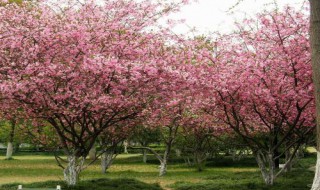 海棠花开的季节什么时候 海棠花什么时候开什么季节开