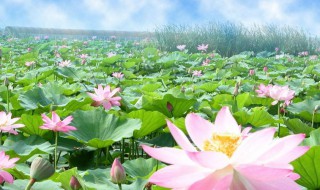 荷花开花的季节是什么季节（荷花开了什么季节）