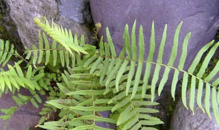 舒微的功效与作用 舒微内衣有限公司