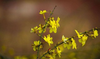 迎春花的养护与管理（迎春花怎样管理和养护）